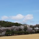 우중(雨中) 설중(雪中) 꽃구경 이미지