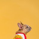 수제산업동물병원 이미지