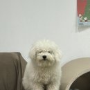 아이러브도그 이미지