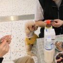 도그밥상 이미지