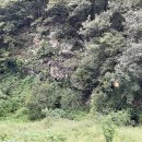 여시코빼기 이미지