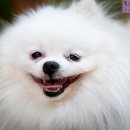 강아지보호구역 이미지