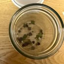 피티씨 | 스피어민트 가지치기 &amp; 보드카 인퓨징