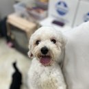 [치치/푸들/남아] 혀 빼꼼 미소로 인사하는, 치치✨ 이미지