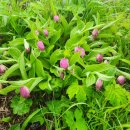 노고단-16 이미지