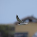 검은집게 제비 갈매기 와 Forster&#39;s tern( 쇠제비 갈매기) 이미지