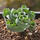 꼬불꼬불1,5,3 이미지