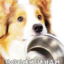 투개더펫