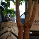 챔피언여행사 이미지
