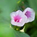 꽃이 피면 이미지