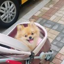 더 데일리 펫샵 이미지