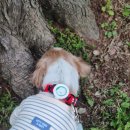 헬로펫 | 강아지 산책 필수템 추천 | 다이소 강아지용품 헬로마이펫 해충방지클립 솔직후기