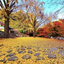 수다사(水多寺) 만추 [펌] 이미지