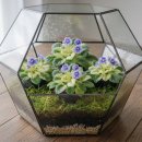 도도버드 이미지