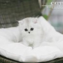 달래캐터리 | 청라고양이분양 품위있는 페르시안고양이 리얼 입양후기!