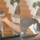 광주TNR동물병원(송정) 이미지