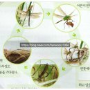 부천양지초 이미지