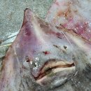 신안홍어 이미지