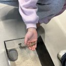 배미 | 첫 반려동물 커먼머스크 거북이 분양 후기 동탄 파충류샵 [부기배미 파충류샵] 화성 파충류샵 도마뱀 분양