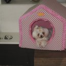 허동물병원 이미지