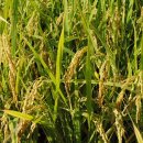 어느가을 오후 이미지