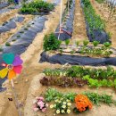 우주농장2 이미지