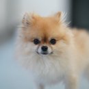 도토리 강아지 유치원 이미지