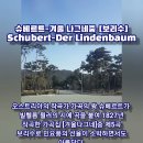 보리수 이미지