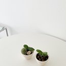 로자리안 이미지