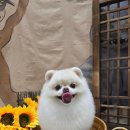 양산 애견호텔유치원 우리집첫째 | 양산애견호텔 &lt;펫더포근&gt; 우리 아이 강아지 활기찬 미용 후기