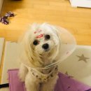 올리브덴탈 이미지