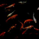 완도17호 이미지