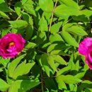 모란이피기까지 이미지