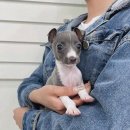 오독안심분양센터 강아지분양 고양이분양 인천점 이미지