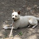 구마일주통나무산장 이미지