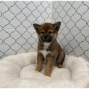 도도한강아지 이미지