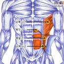 각 부위의 근육 명칭 및 근육만들기 공략법 이미지