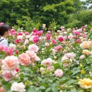 울산대공원 장미축제 – 가는길, 입장료, 주차, 초대가수까지!