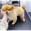 굿데이멍 이미지