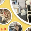 냥냥하우스 이미지