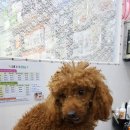 뽀뽀애견 이미지