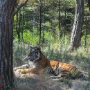 호랑이돈까스와 탕수육 | “대전 오월드” 사파리 후기 🦁 (아기입장료/예매꿀팁/놀이기구/두돌아기랑/내돈내산)