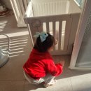 메이플스토리애견샵 이미지