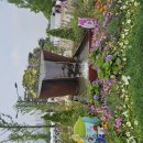 일산 호수공원 꽃박람회 이미지