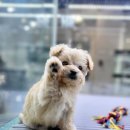 플레이독 파주본점 이미지