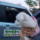 보리펫택시 이미지