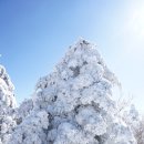 제주한라산 성판악 백록담 관음사로산행~~^*^ 이미지