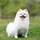 퍼스트동물병원 이미지