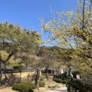 센텀시티교차로 교통섬(1) - APEC나루공원 앞 | 부산 3월 가볼만한곳 노란 산수유 꽃망울 터지는 봄꽃 나들이 명소 베스트 10 드라이브 코스부터 숨겨진...