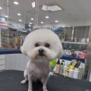 행복한 강아지 이미지